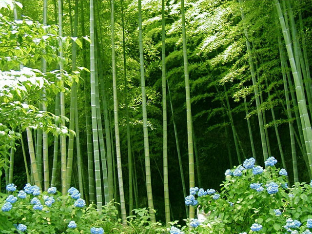 Bamboo and Fern Plants