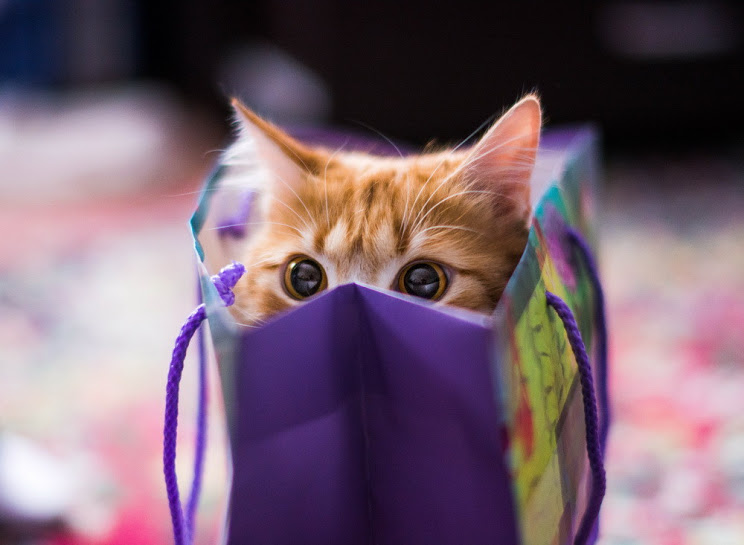 Cat Surprise