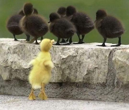 Chick Duckling