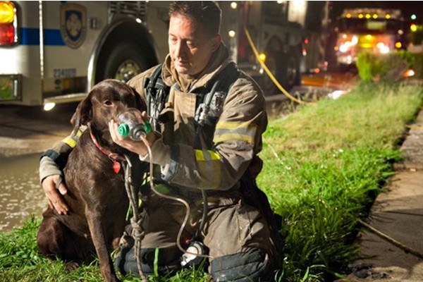 Dog Fire Rescue