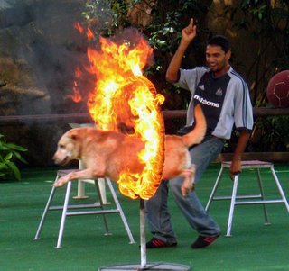 Dog and Fire