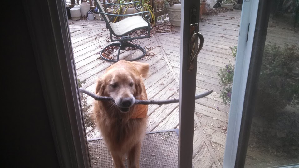 Dog With Stick