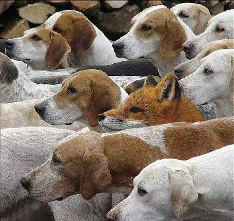 Fox Foxhound