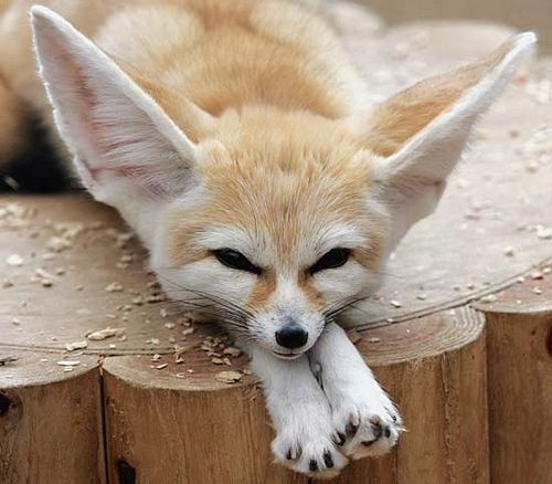 Fuzzy Eared Fox