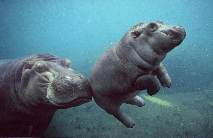 Hippo Connection
