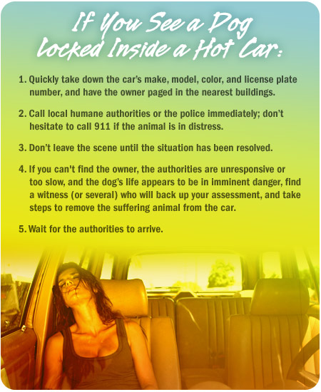 Hot Car Dog Video