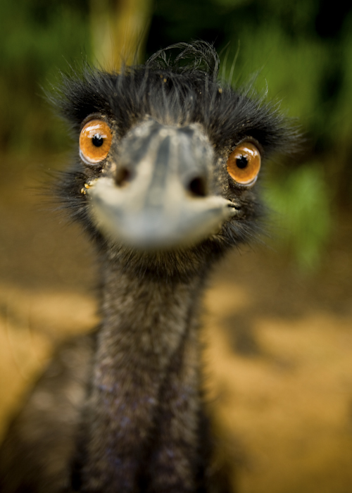 Ostrich Attention