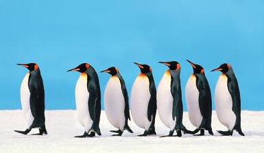 Penguins Line