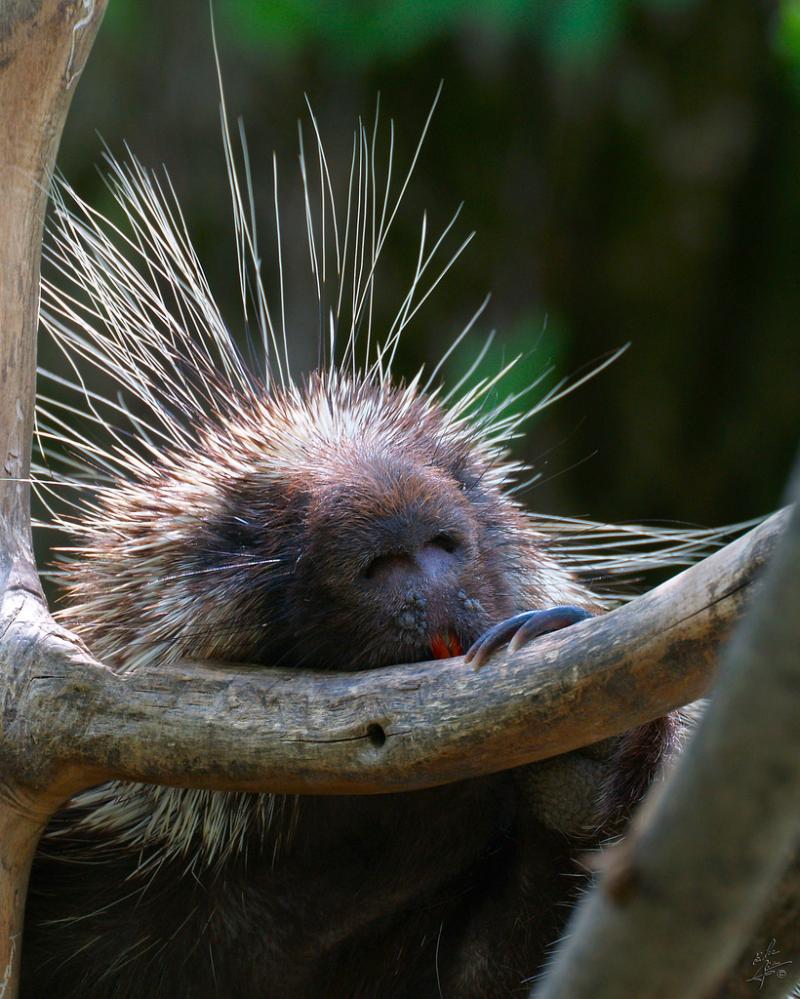 Porcupine Head