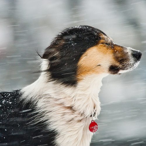 Snow In Face Dog