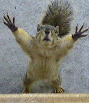 Squirrel Hands Up