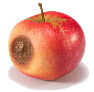 Tarnished Apple