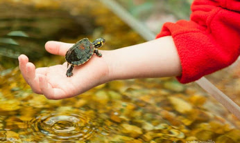 Turtle Handling