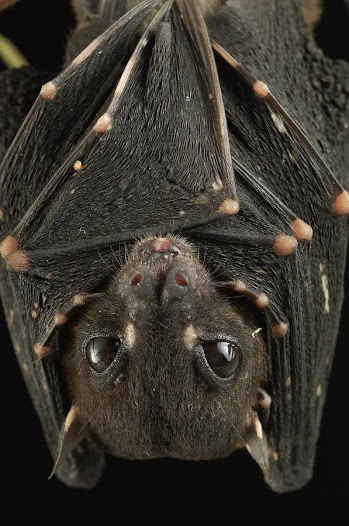 Upside Down Bat